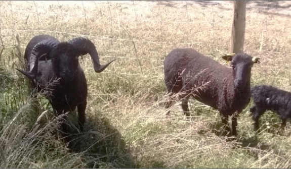 Moutons Ouessant