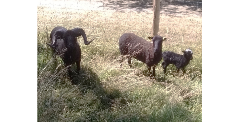 moutons noirs d’Ouessant Les Tilleuls